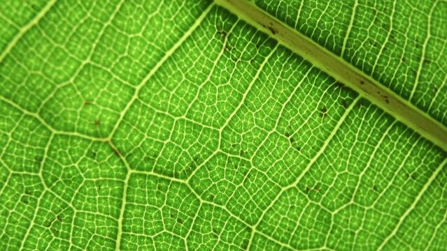 Green leaf background. Macro plant texture and nature pattern closeup. Botany, natural ingredients, vegetation concept. Selected focus