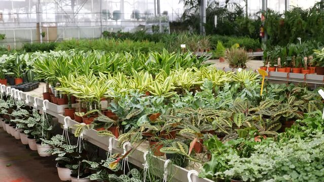 Pots with planted dracaena with variegated foliage on showcase of garden center. Concept of growing of ornamental potted plants for home design