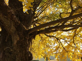 大イチョウ