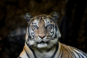 The tiger Alert expression, Panthera tigris  is the largest living cat species and a member of the...