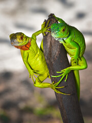 The green iguana, Iguana iguana, also known as the common green iguana, is a large, arboreal, mostly herbivorous species of lizard 