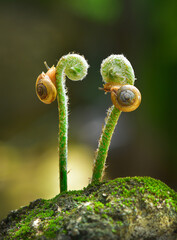 Two snails playing on the shoot of a fern