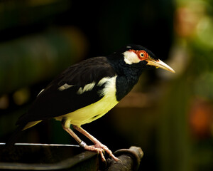 The Indian pied myna, Gracupica contra is a species of starling found in the Indonesia and Asia