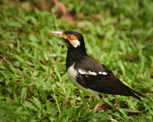 The Indian pied myna, Gracupica contra is a species of starling found in the Indonesia and Asia