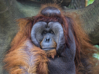 The Male Bornean orangutan, Pongo pygmaeus is a species of orangutan endemic to the island of Borneo.