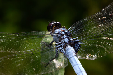 トンボ　シオカラトンボ　アップ