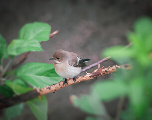 the European Pied Flycatcher (Ficedula Hypoleuca) female bird