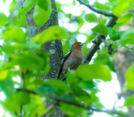 Chaffinch male bird on springtime tree