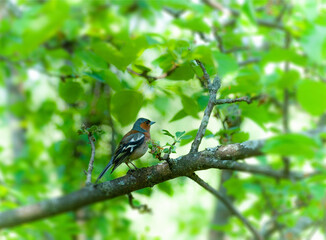 Chaffinch male bird on springtime tree