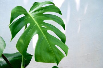 Monstera plant leaves with a white wall background