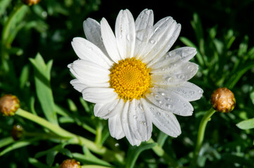 Fototapeta premium Margarita blanca con macro recién regada donde destacan las gotas de agua