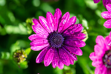 Obraz premium Margarita lila con macro recién regada donde destacan las gotas de agua