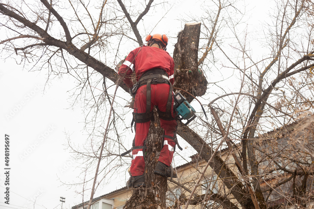 Wall mural Tree surgeon. Working with a chainsaw. Sawing wood with a chainsaw.