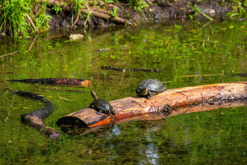 Naklejka na ściany i meble Two european pond turtles resting and sunbathing on the log in the swamp at sunny summer day