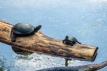 Two european pond turtles resting and sunbathing on the log in the swamp at sunny summer day
