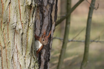 Eichhörnchen an einem Baumstamm © ReNi