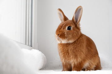 Cute brown red bunny rabbit sitting on windowsill indoors,looking through big window. Adorable little pet at home