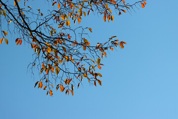 Tree branch with yellowed leaves.