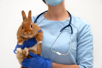 Unrecognizable veterinary caucasian woman wearing blue uniform holding adorable pet rabbit on white background.Ill animal,rodent medical treatment, cure concept.Close -up - obrazy, fototapety, plakaty