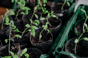 seedlings with tomatoes at home, on the table