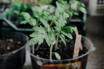 seedlings with tomatoes at home, on the table