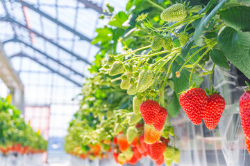 Strawberry farm and fruitful strawberries. イチゴ農園と実ったイチゴ