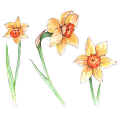 set, narcissus flowers on a white background, isolated