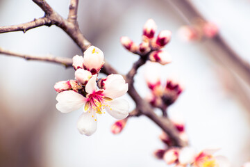 Almond tree branches full of white blossoms against the blue sky is spring