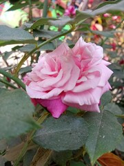 Pink rose. A beautiful pink rose with rose leaves in a rose tree in garden. Most beautiful rose. Fresh rose. White rose.