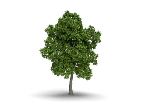 3d render green tree on a white background nature plants