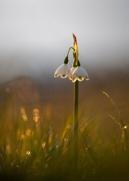 White spring snowflake (Leucojum vernum) blooming in spring