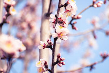 Almond tree branches full of white blossoms against the blue sky is spring
