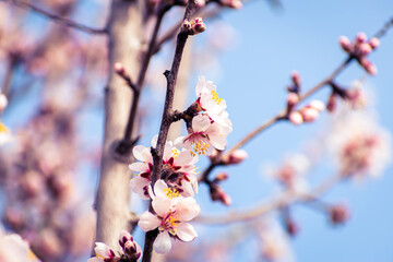 Almond tree branches full of white blossoms against the blue sky is spring