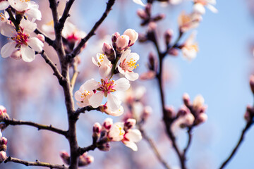 Almond tree branches full of white blossoms against the blue sky is spring