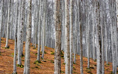 the trunks of the autumn forest