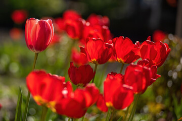 Obraz premium Red tulips bloom on flower bed. Flowers backlited with morning sunlight