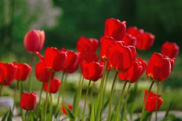Fototapeta premium Red tulips on green natural background