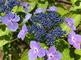紫陽花