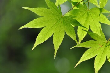 新緑の若葉