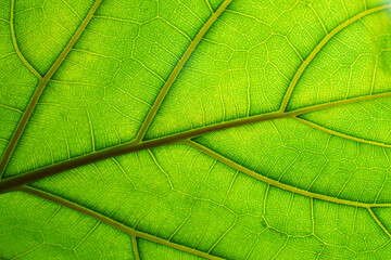 Naklejka na ściany i meble Green leaf macro background. Closeup texture and pattern of organic plant. Selected focus. Nature, foliage, biology background.