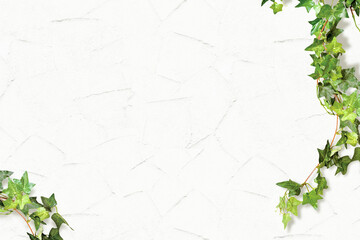 白い壁と葉 蔦の植栽のフレーム