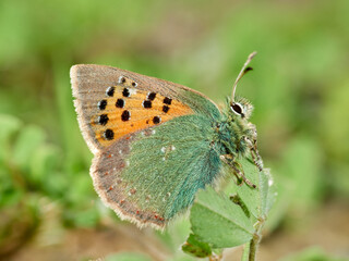 Provence Hairstreak, Tomares ballus.
