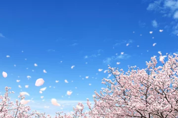 Tuinposter Achtergrond textuur kersenbloesem hemel zon bloem bloemblad bloemblaadjes regen van vallende kersenbloesem bloemblaadjes © azure