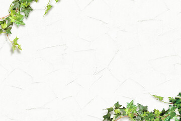 白い壁と葉 蔦の植栽のフレーム