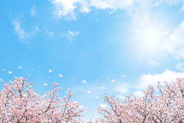 背景 テクスチャ 桜 空 太陽 花 花びら 花吹雪 桜吹雪 桜散る 花舞 フレーム © azure