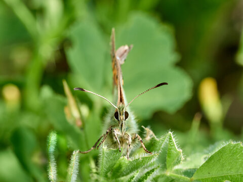 Provence Hairstreak, Tomares ballus.
