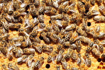 some honey bees on a yellow bee hive - 498199419