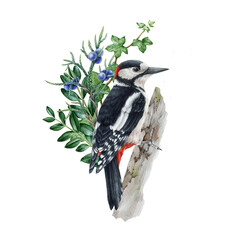 Woodpecker bird floral rustic arrangement. Watercolor illustration. Great spotted woodpecker on the tree. Wildlife bird with green leaves, forest berries