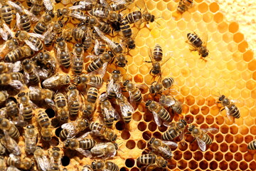 many honey bees on a yellow bee hive