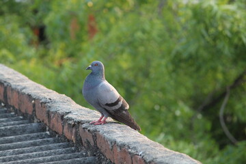 cute pigeon on a wall and near the green tree